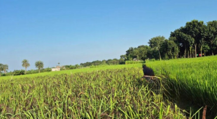 ব্রাহ্মণবাড়িয়ায় কালো ধান চাষে নতুন সম্ভাবনা